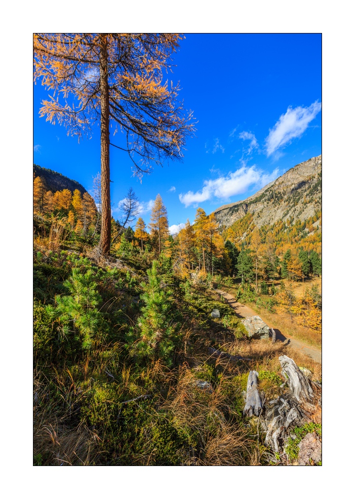 Herbst im Berninatal #37409