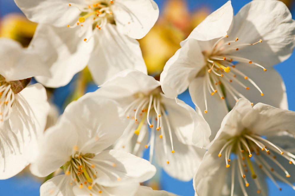 Kirschbaumblüten #31621
