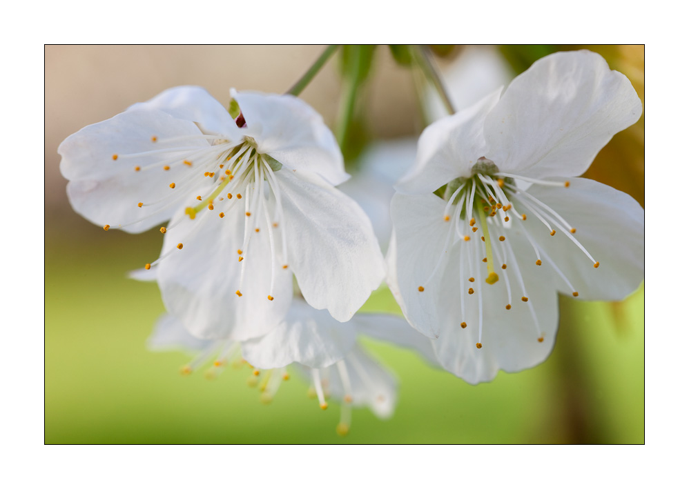 Kirschbaumblüten #31668