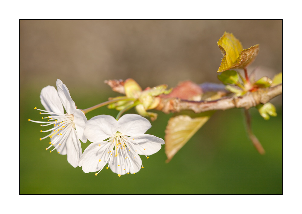 Kirschbaumblüten #31683