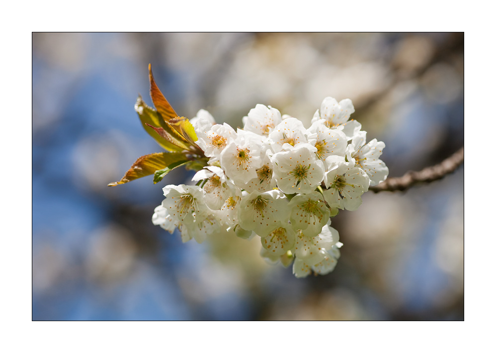 Kirschbaumblüten #28972