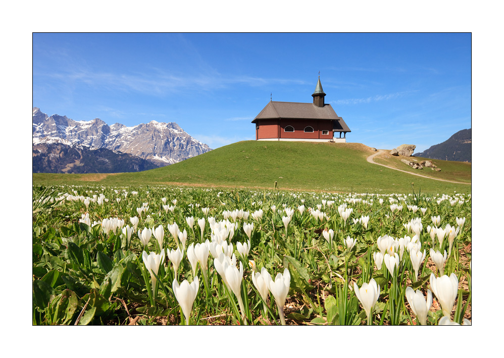 Bergfrühling im Haldi #31585