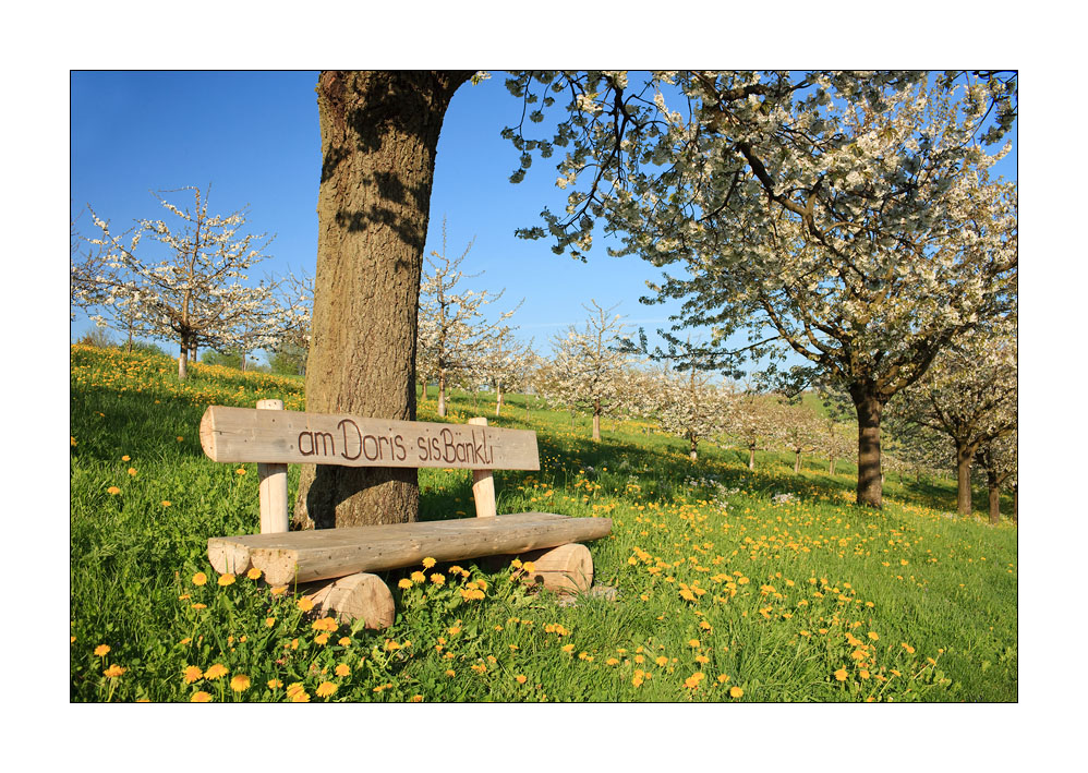 Holzbank im Frühling #31867
