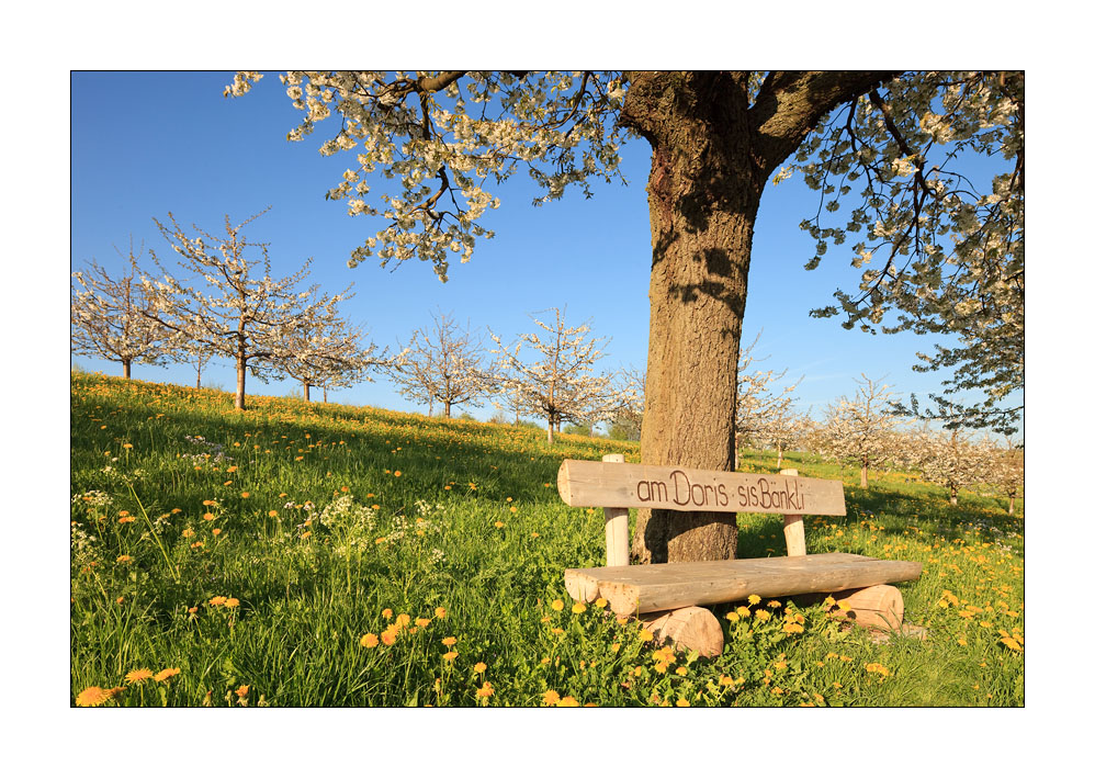Holzbank im Frühling #31871