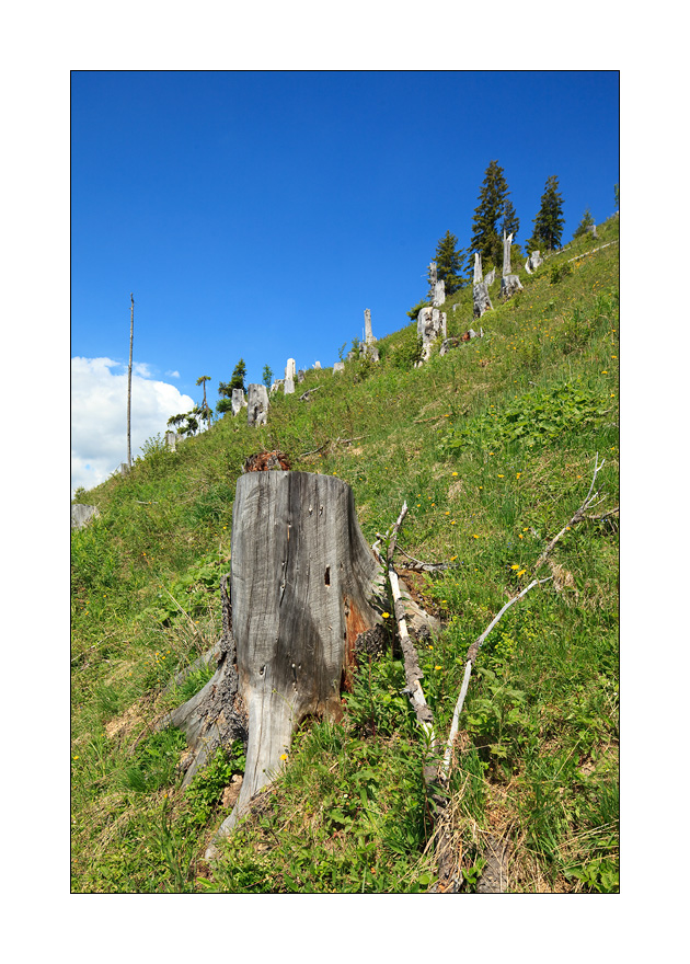 Bergwaldprojekt Sturmschaden #32519
