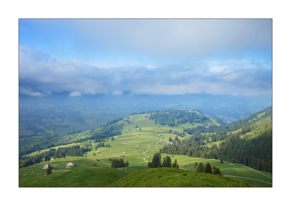 Simmental #32640