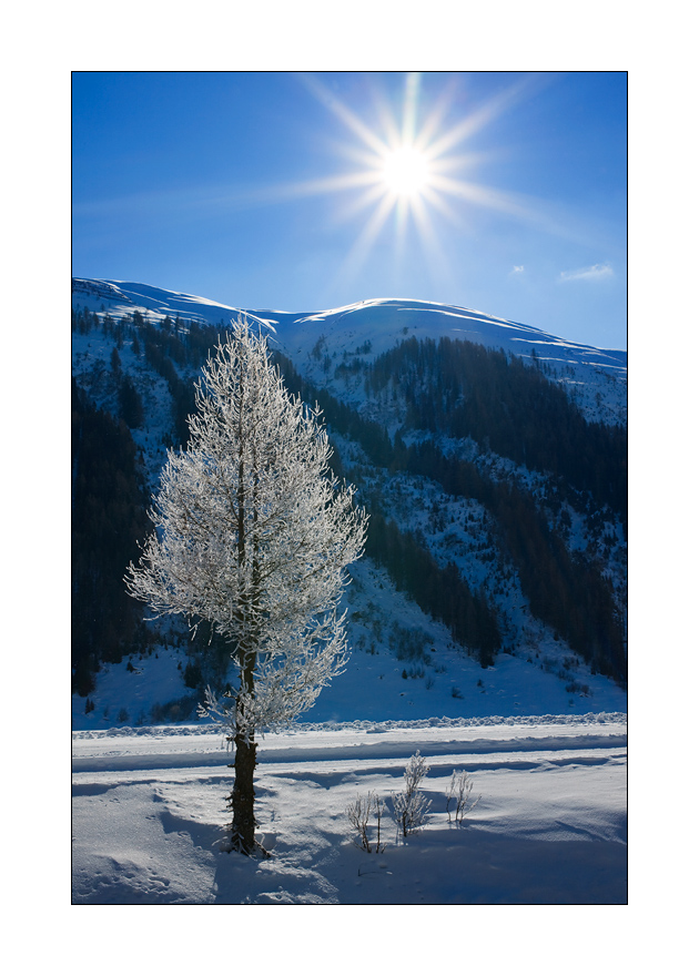 Baum mit Rauhreif #27358