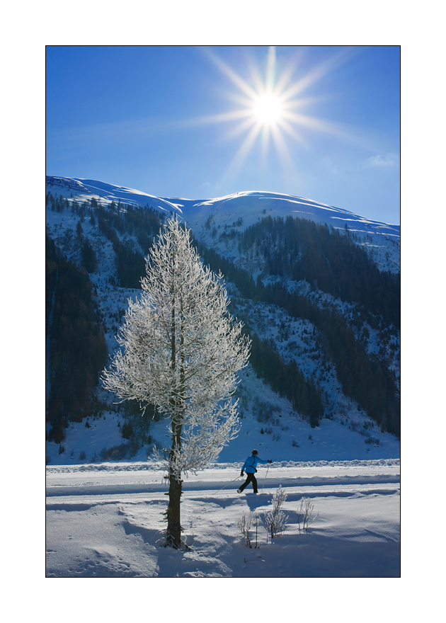 Baum mit Rauhreif #27359