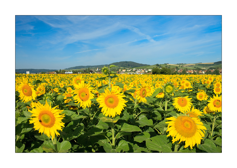 Sonnenblumen im Klettgau #32839