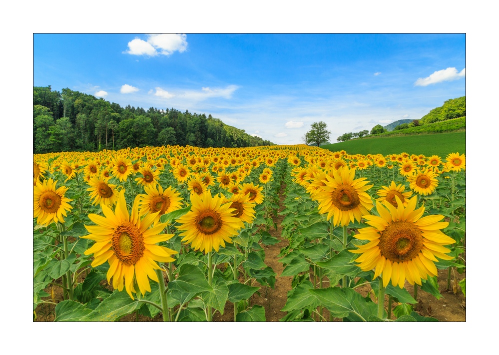 Sonnenblumen #31424