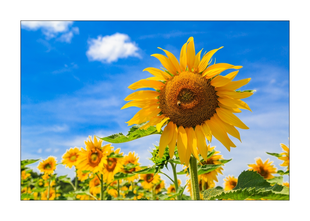Sonnenblumen #31444