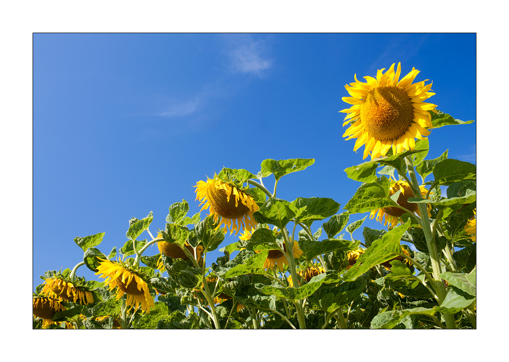 Sonnenblumen #32885