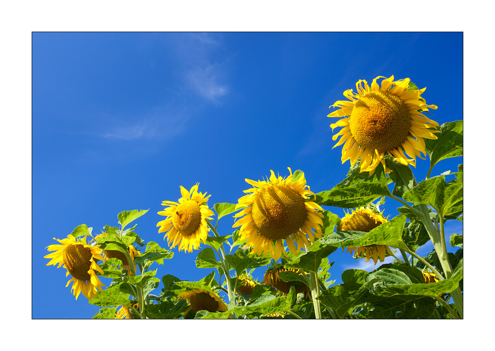 Sonnenblumen #32888
