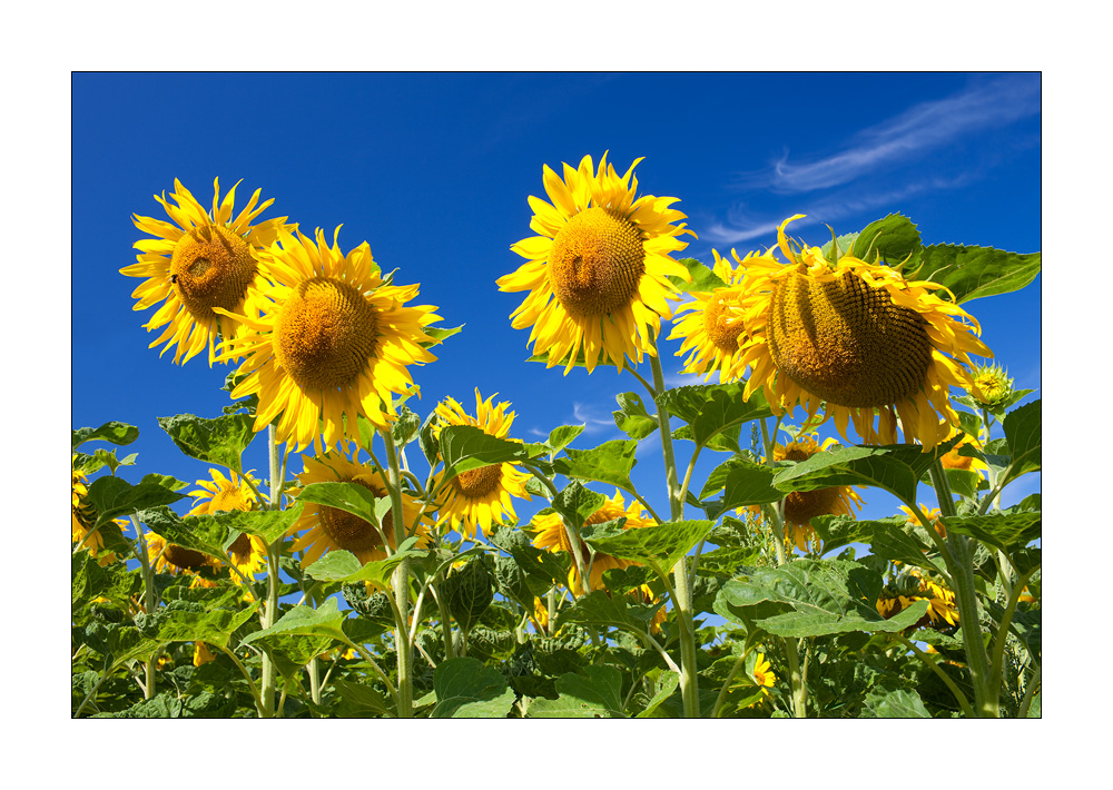 Sonnenblumen #32890