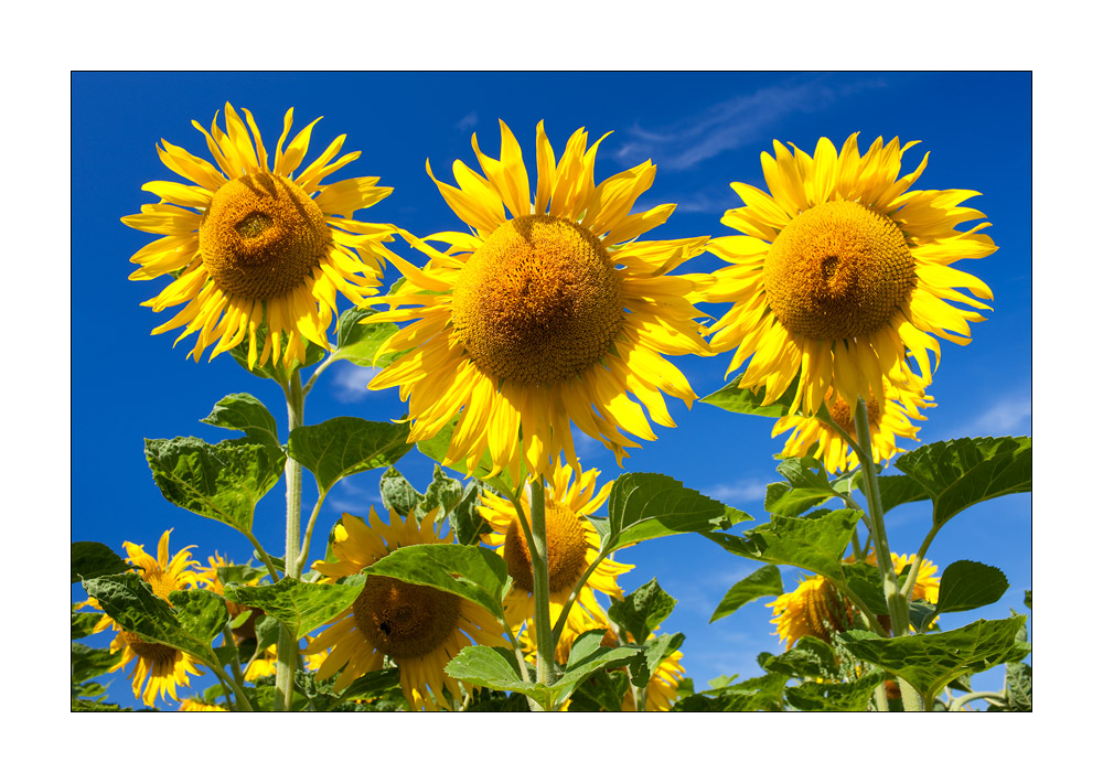 Sonnenblumen #32896