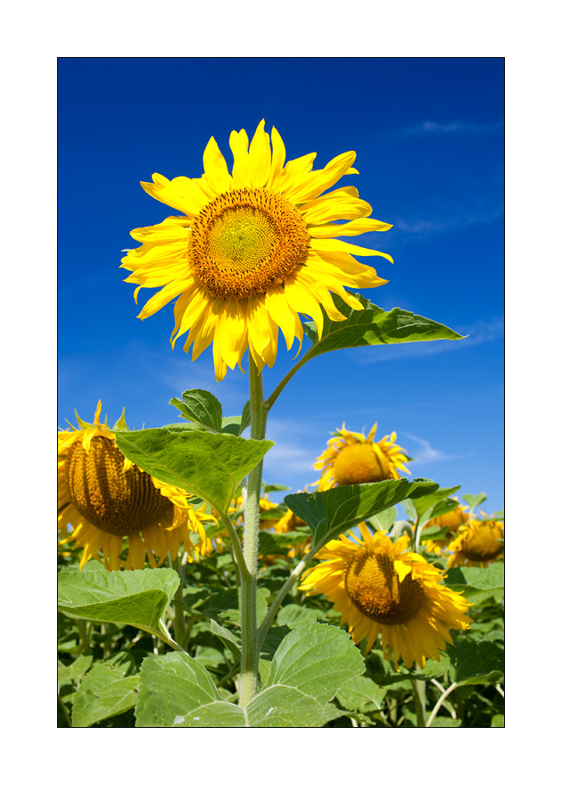 Sonnenblumen #32912