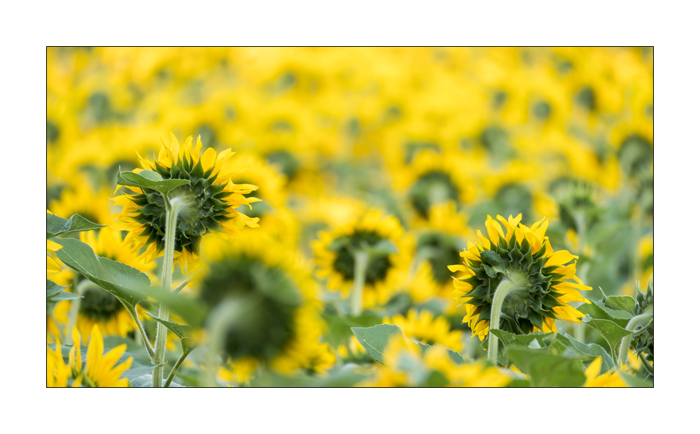 Sonnenblumen  #FJ00200