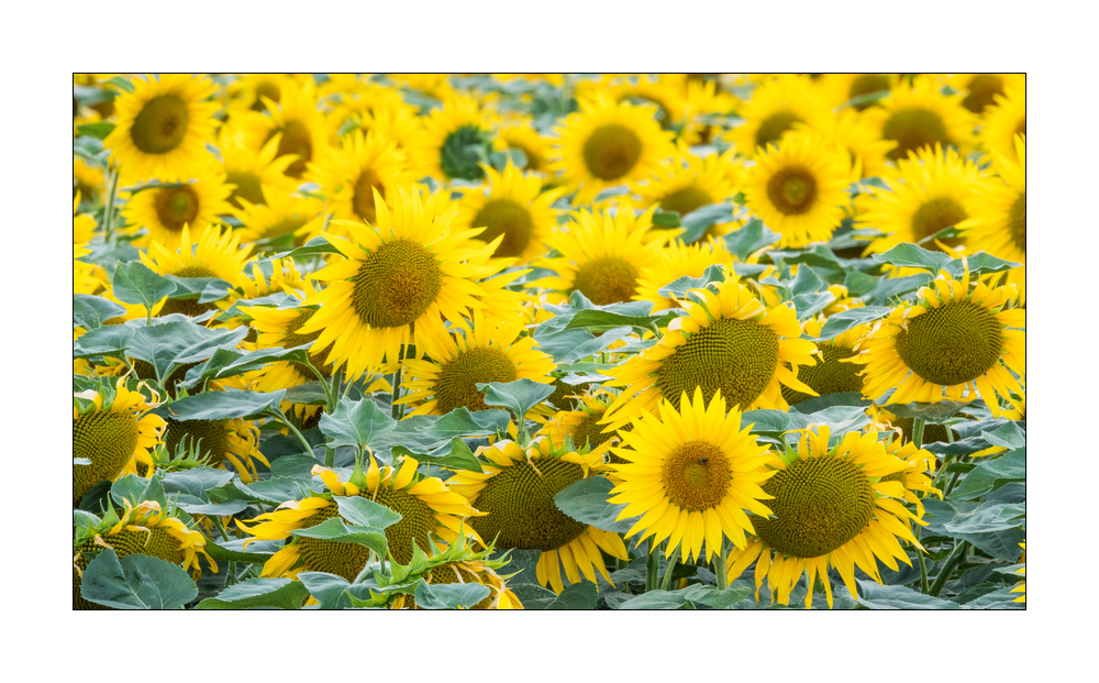 Sonnenblumen  #FJ00208