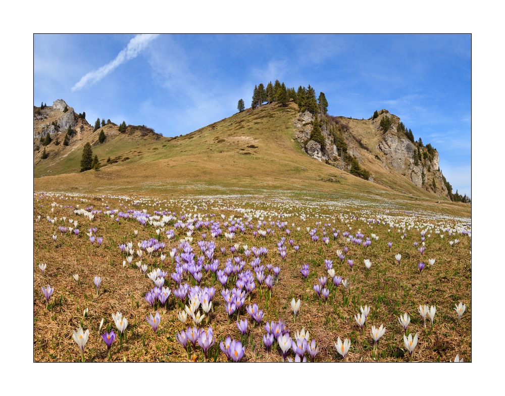 Bergfrühling im Diemtigtal #32099 Pano
