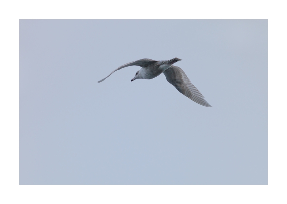 Möwe #39379
