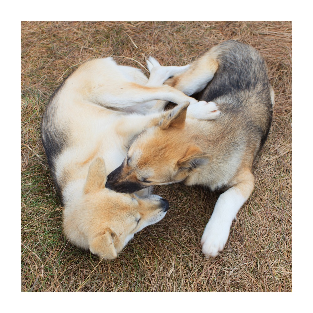 Hunde #39785