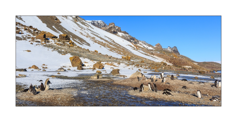 Eselpinguine #334099