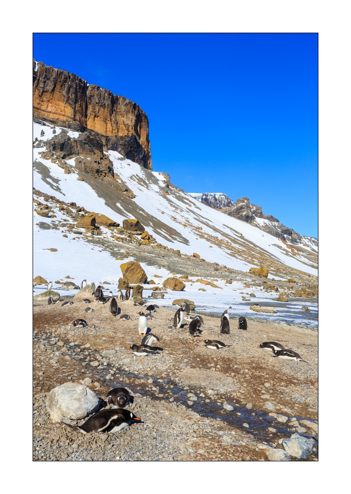 Eselpinguine #334117
