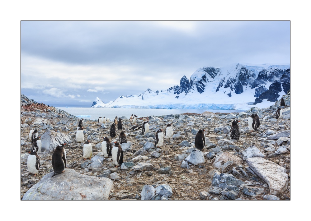 Eselspinguine Kolonie #334958