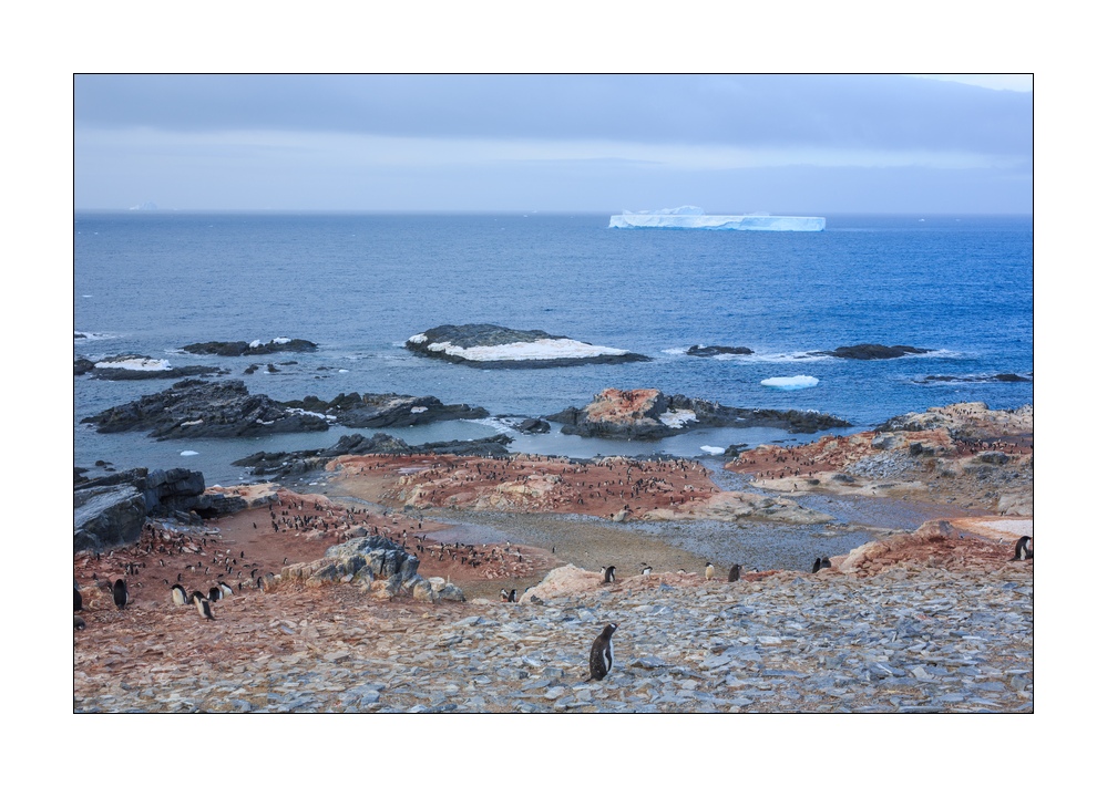 Adeliepinguine #334256