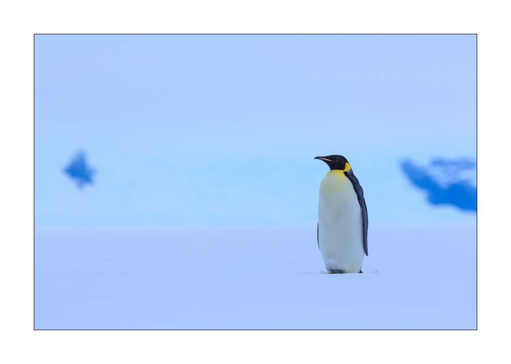 Kaiserpinguin #334598