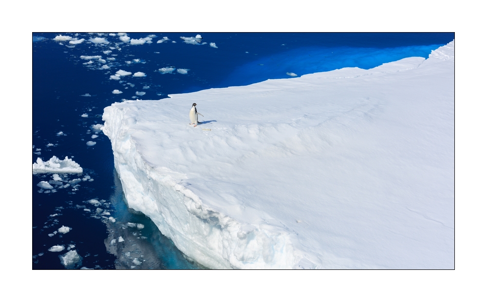 Adeliepinguin #334206