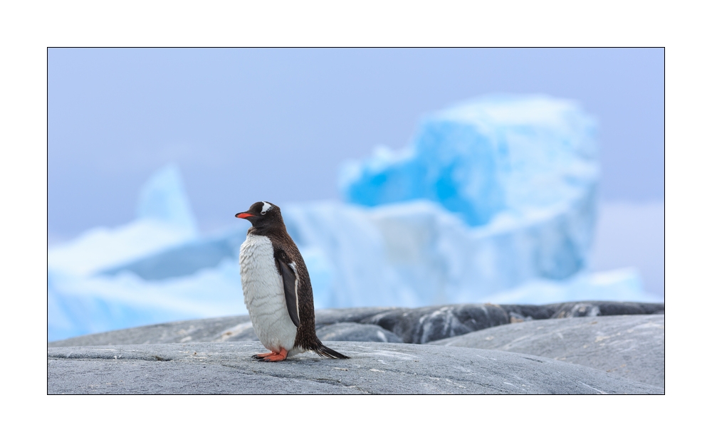 Eselspinguin #334883
