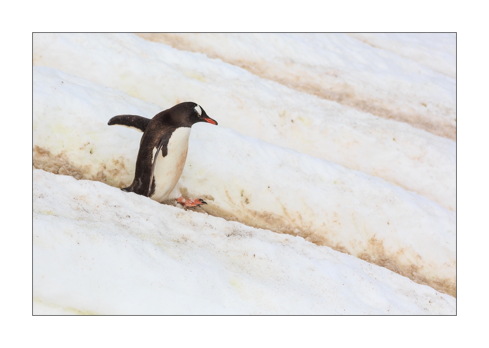 Eselspinguin rutschend #334967