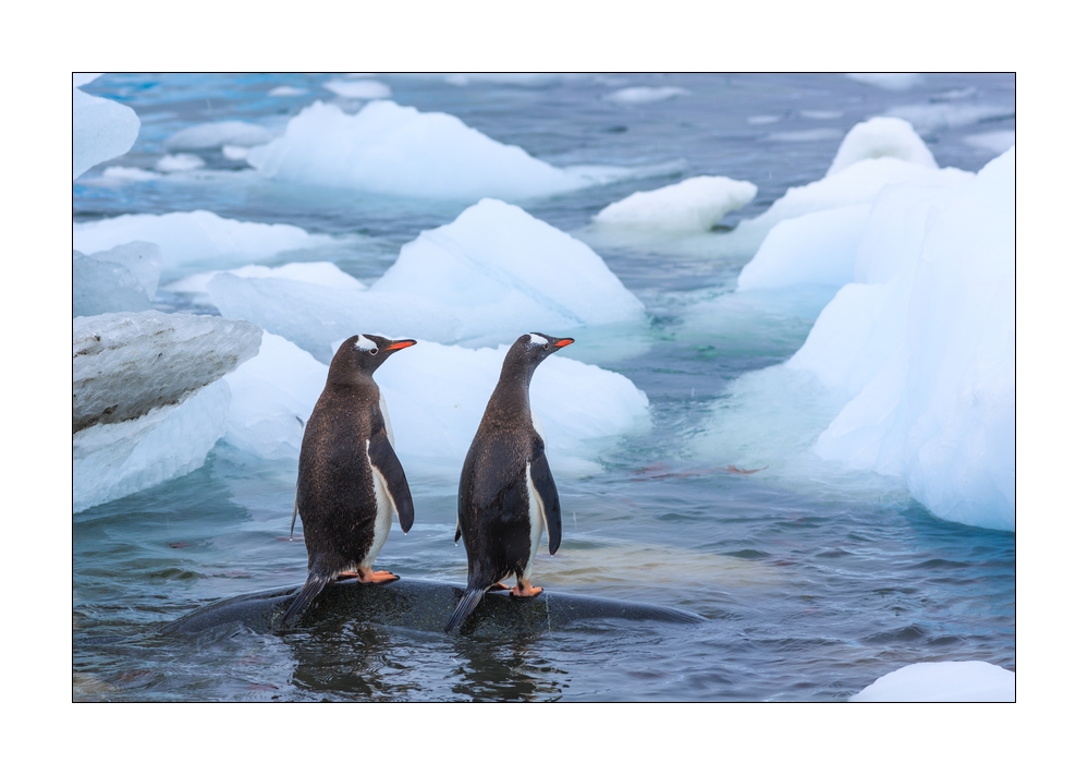 Eselspinguine #334987