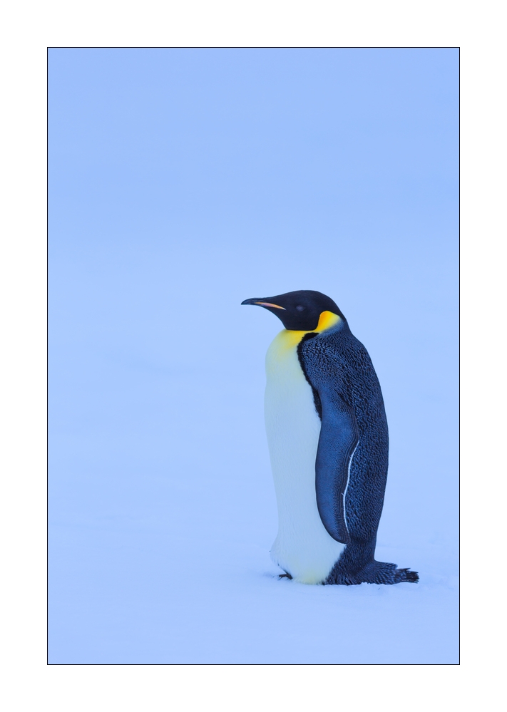 Kaiserpinguin #334616