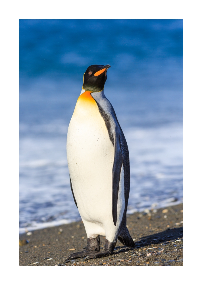 Koenigspinguin #333424