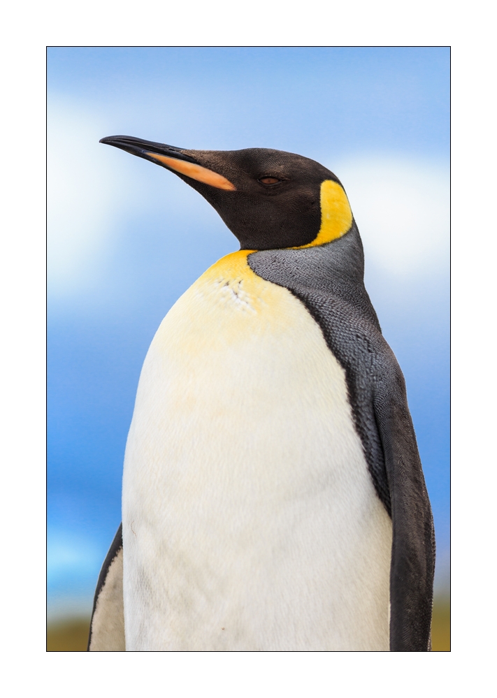 Koenigspinguin #333569