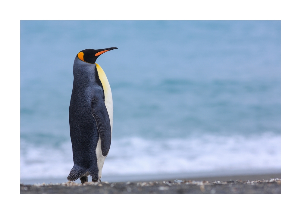 Koenigspinguin #333759