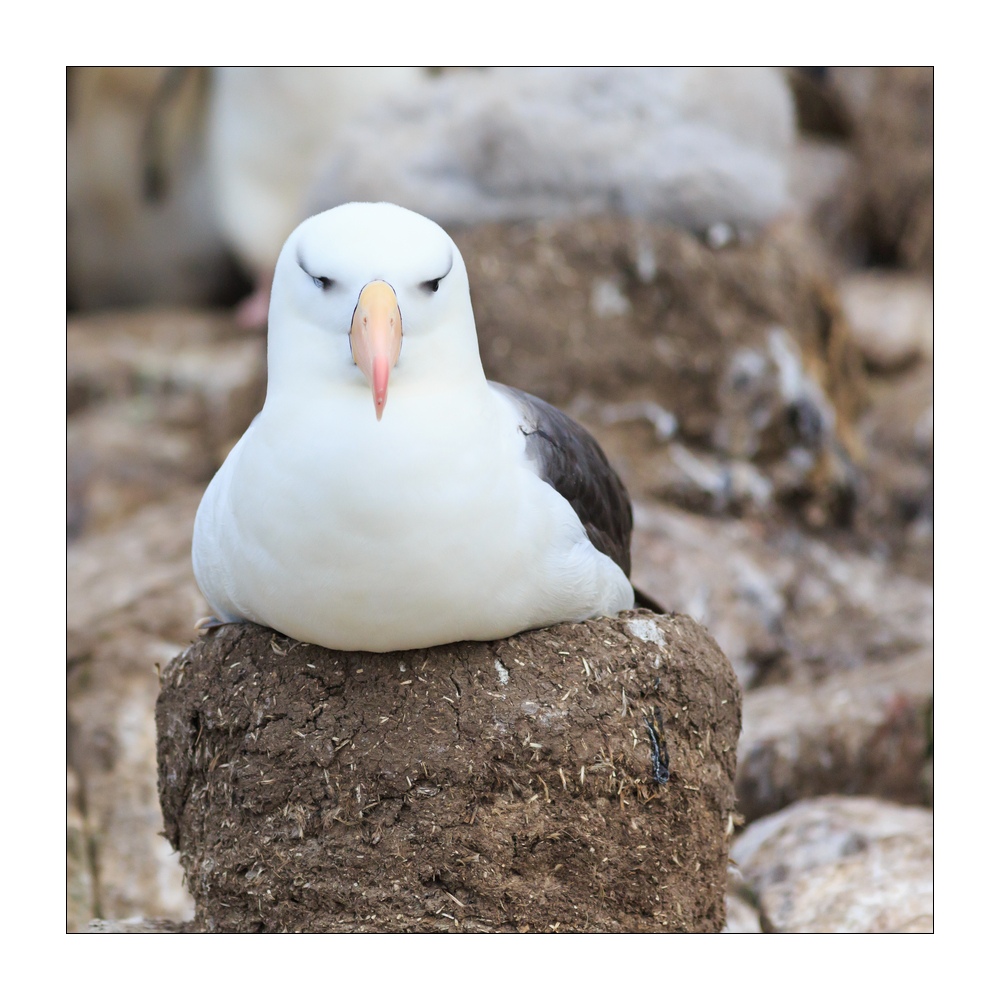 Albatros #333027