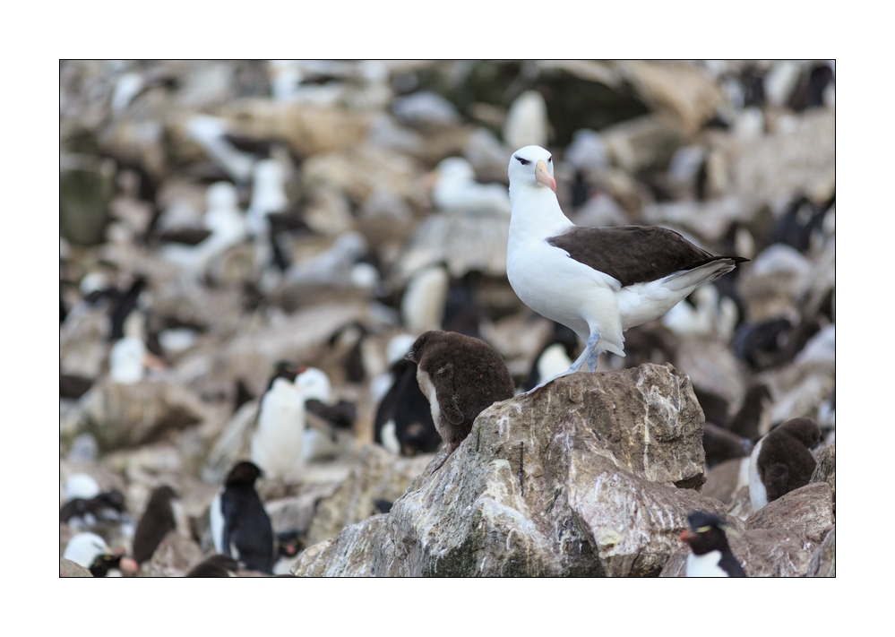 Pinguine und Albatrosse #333047
