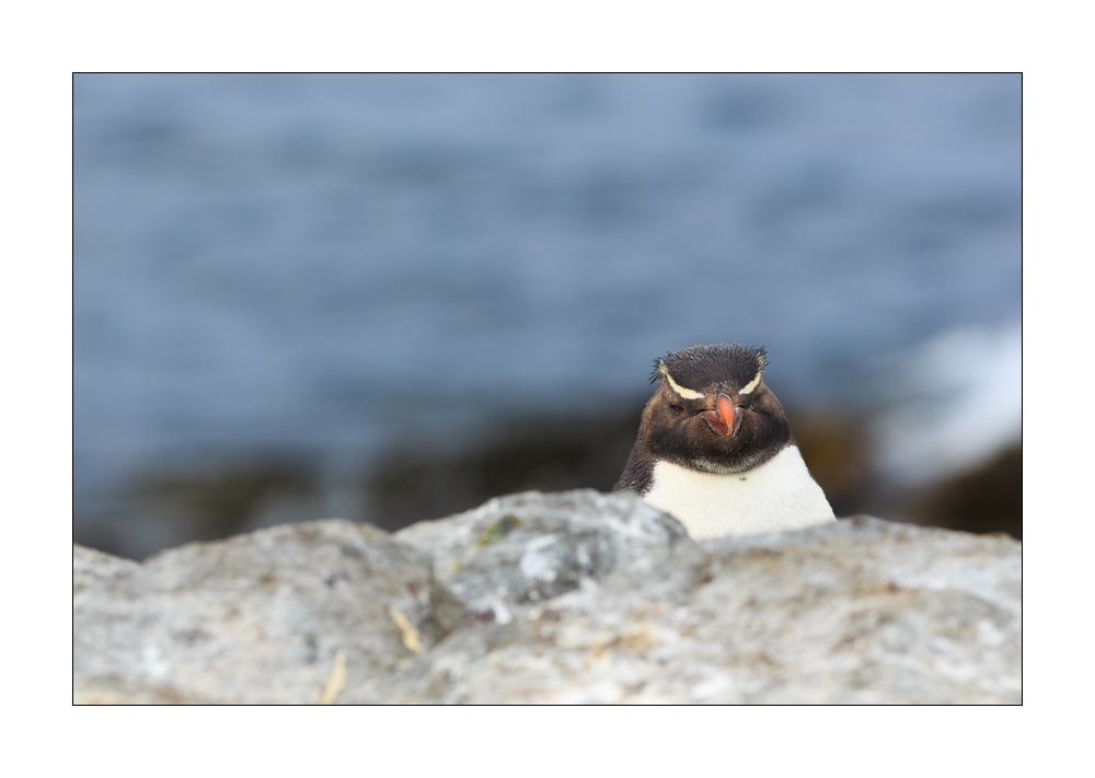 Eselspinguin #333080