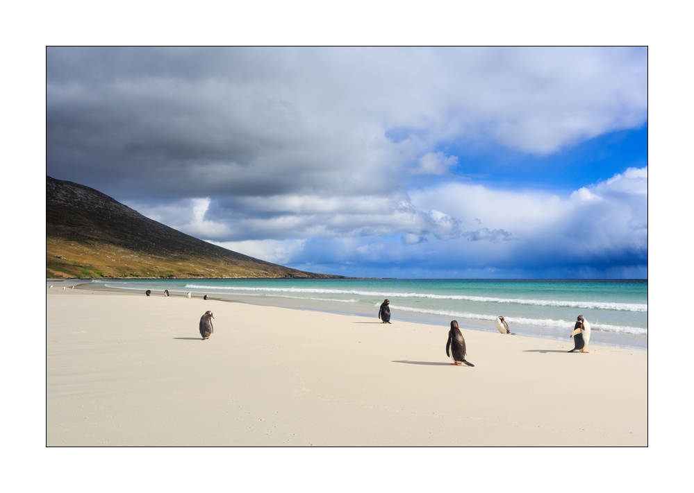 Eselspinguine am Strand #333260