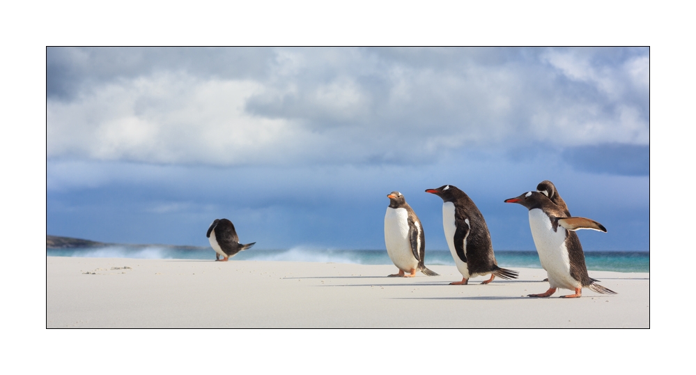 Eselspinguine am Strand #333270