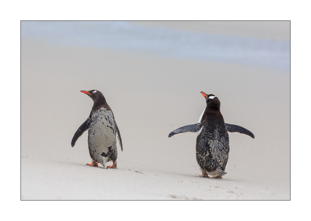 Eselspinguine am Strand #333311