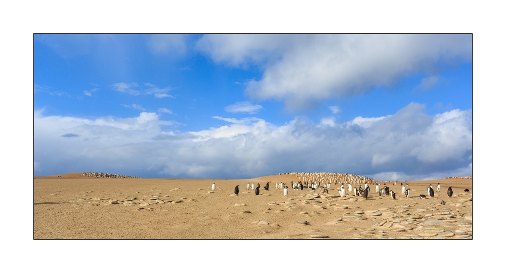 Eselspinguine #333234