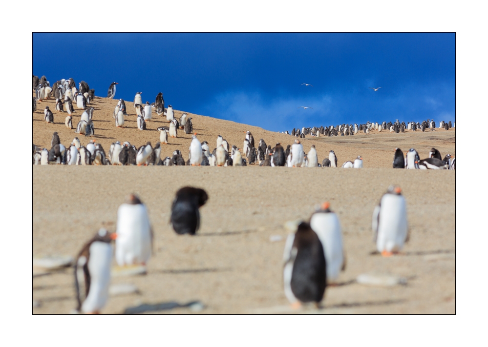 Eselspinguine #333244