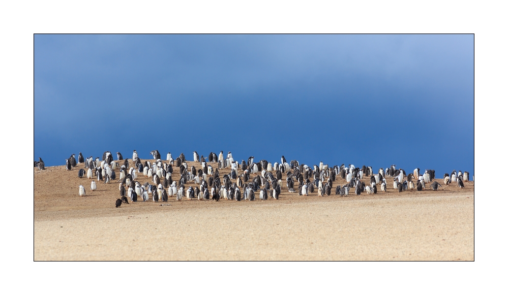 Eselspinguine #333246
