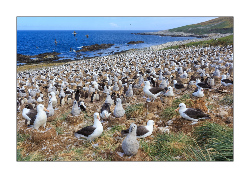 Schwarzbrauenalbatrosse #333131
