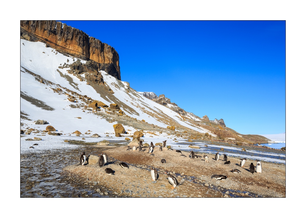 Eselpinguine #334102
