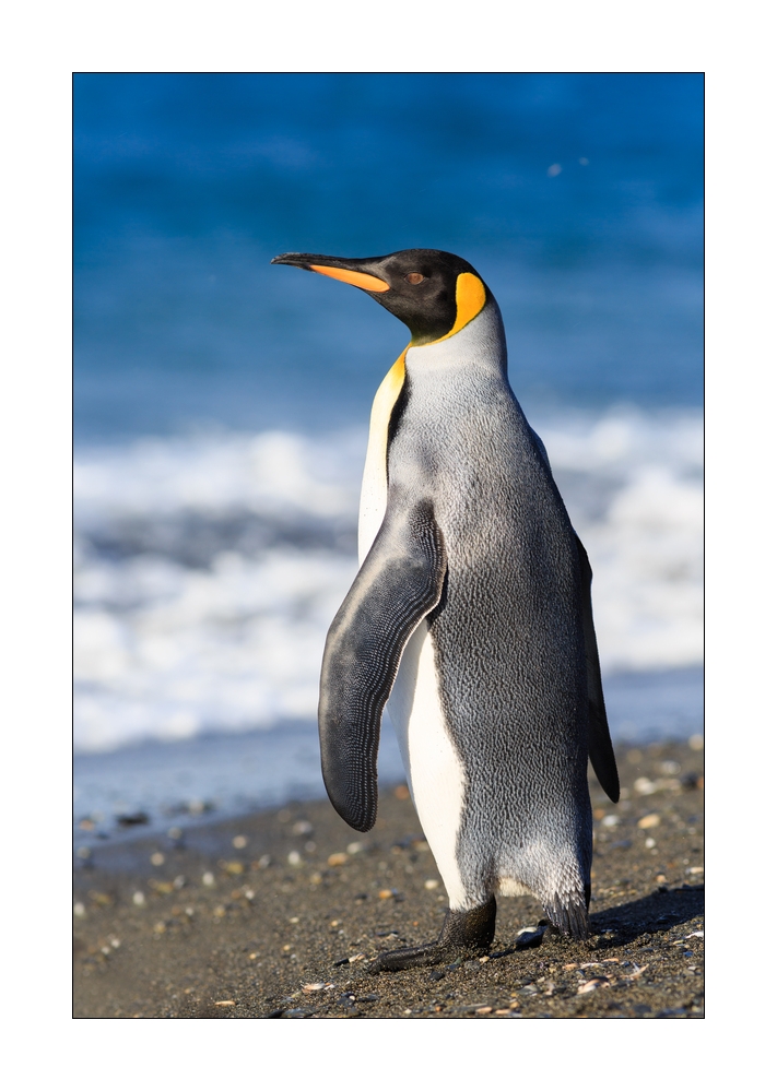 Koenigspinguin #333427